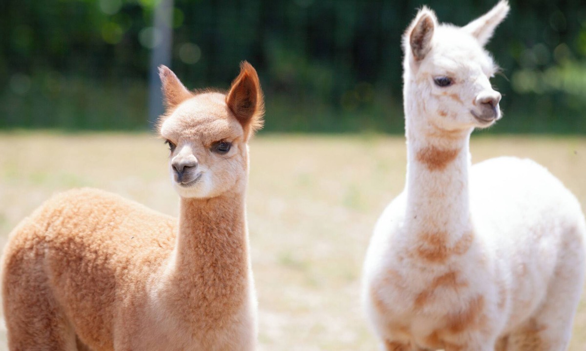 Teichwolframsdorf Apartment | Cozy vacation apartment on the alpaca farm