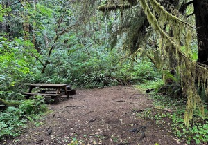 Primitive Tent Site #10- Beautiful Forested Property in Forks