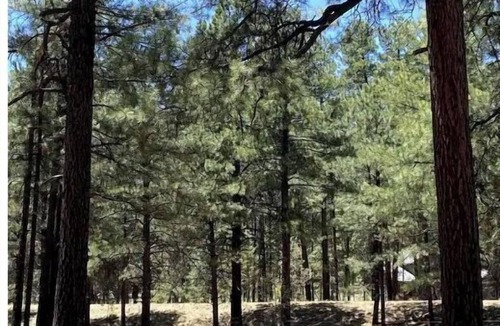 Alpine Cabin | Comfy Cozy Cabin in the tall pines of Alpine AZ #1