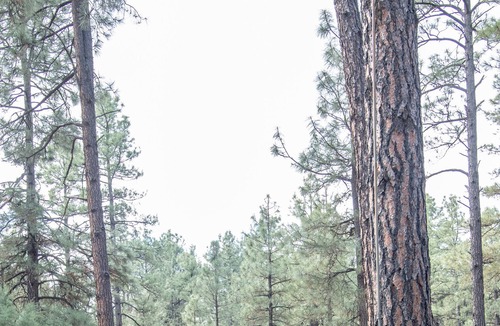 Highland Pines House | Guest house with deck in the forest west of Prescott, king bed, dog friendly