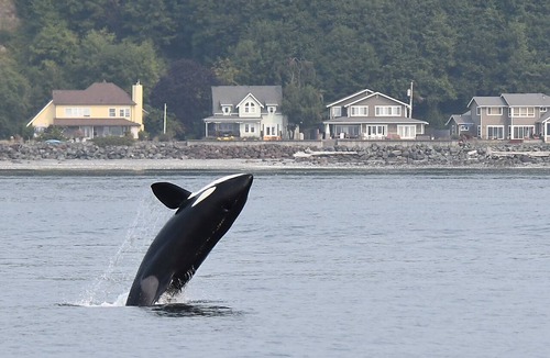 Clinton House | Luxury Cape Cod on Tranquil, Tidal, Sandy Beach, Beds up to 12, Close to Seattle