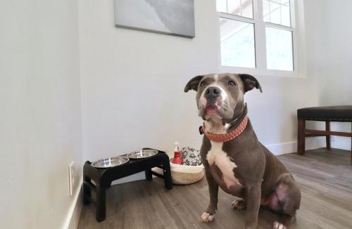Boulder Bay Villa | Starry Lodge- Spa, GameRoom, Walk to Marina, Dogs Ok
