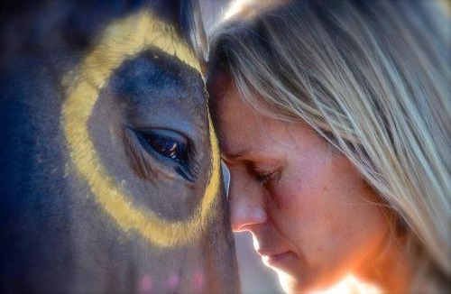 West Sedona House | The Mountain Lion - horses SEDONA'S MOST LOVED