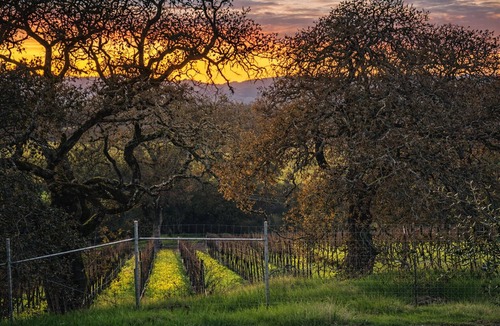 Santa Rosa House | Vineyard View Retreat Fire Pit Wine Tasting Perks