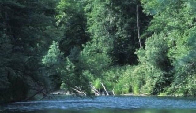 Great Trinity River Fishing at 3 Bed 2 Bath House, pets considered in Douglas City
