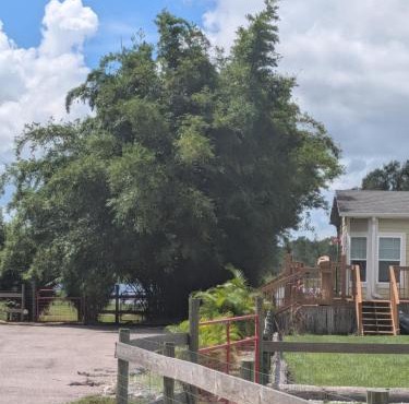 Private Waterfront Cottage with pool on 5 Acres Lakewood Ranch Area in Myakka FL in Braden River