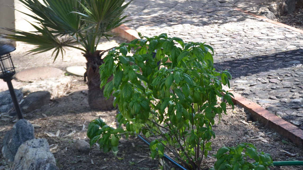 Photo of Outdoor in Tanque Verde