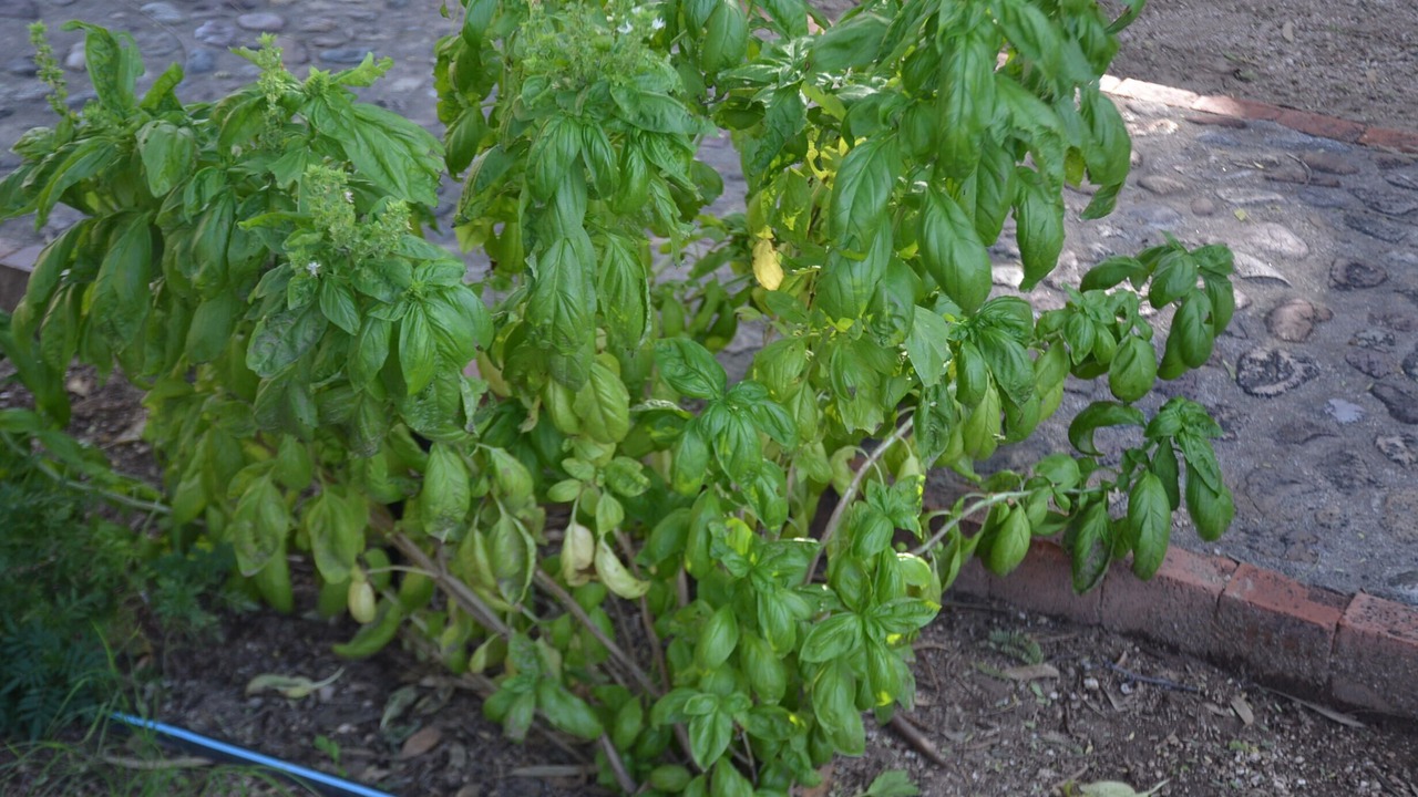 Photo of Outdoor in Tanque Verde