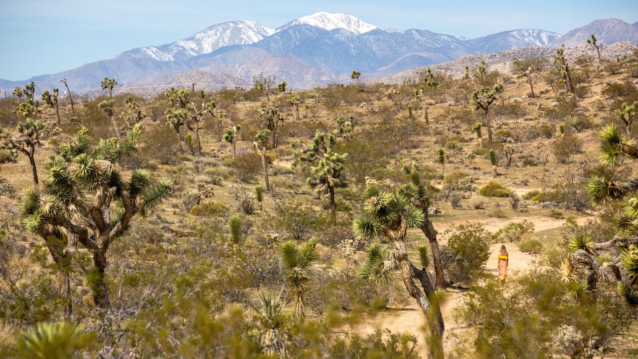 Photo of Outdoor in Joshua Tree