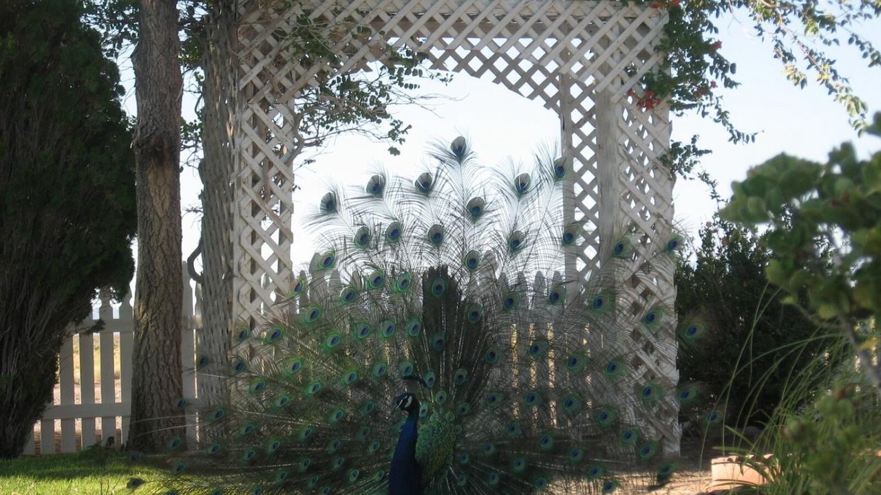 Photo of Outdoor in Beatty