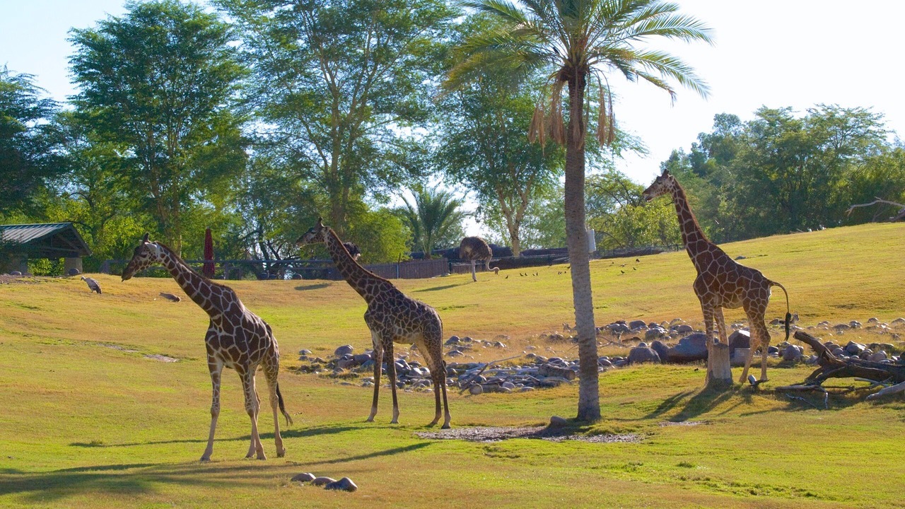 Photo of Others in Chandler