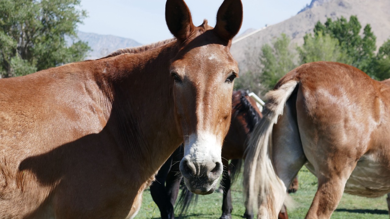 Photo of Outdoor in Kernville