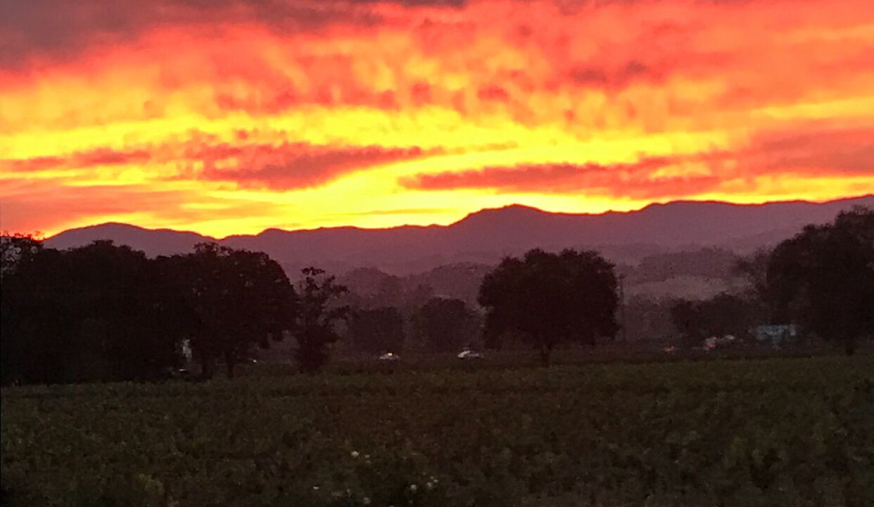 Photo of Others in California Wine Country