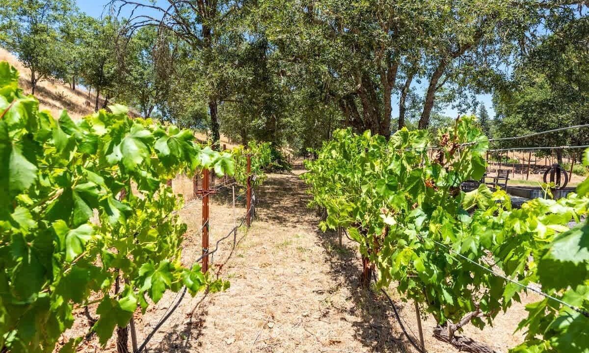 Photo of Others in Geyserville