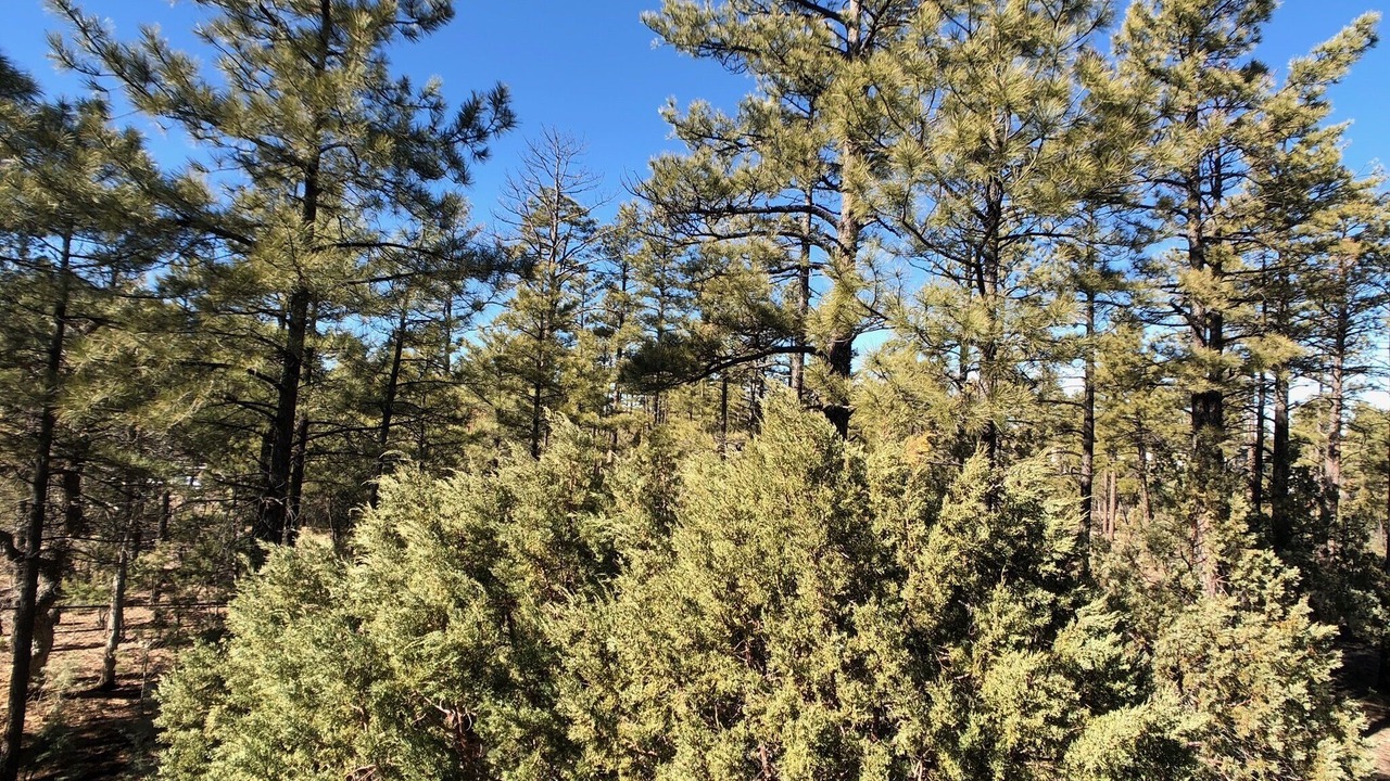 Photo of Outdoor in Sierra Pines
