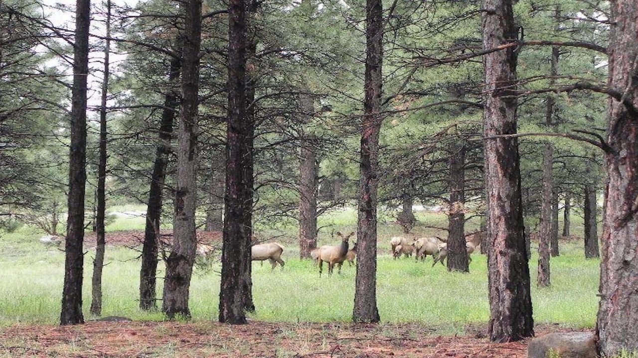 Photo of Others in Parks