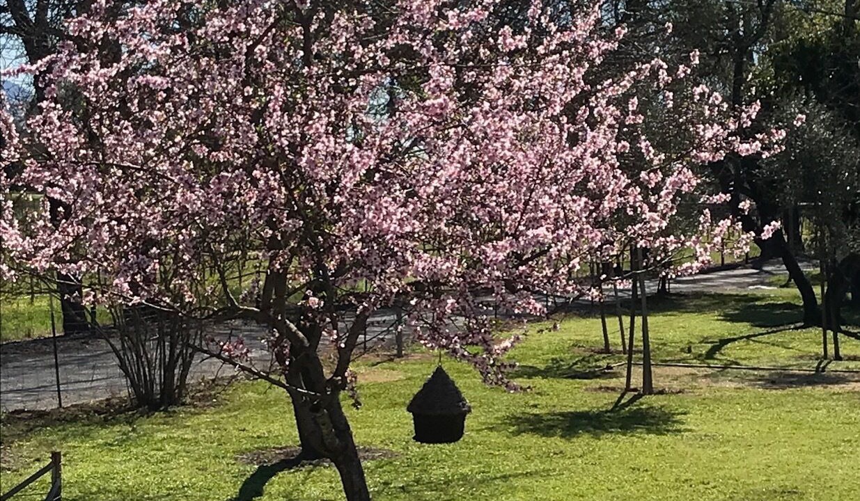 Photo of Others in Geyserville