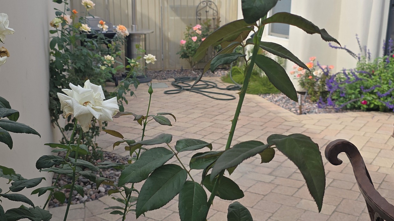 Photo of Outdoor in La Quinta