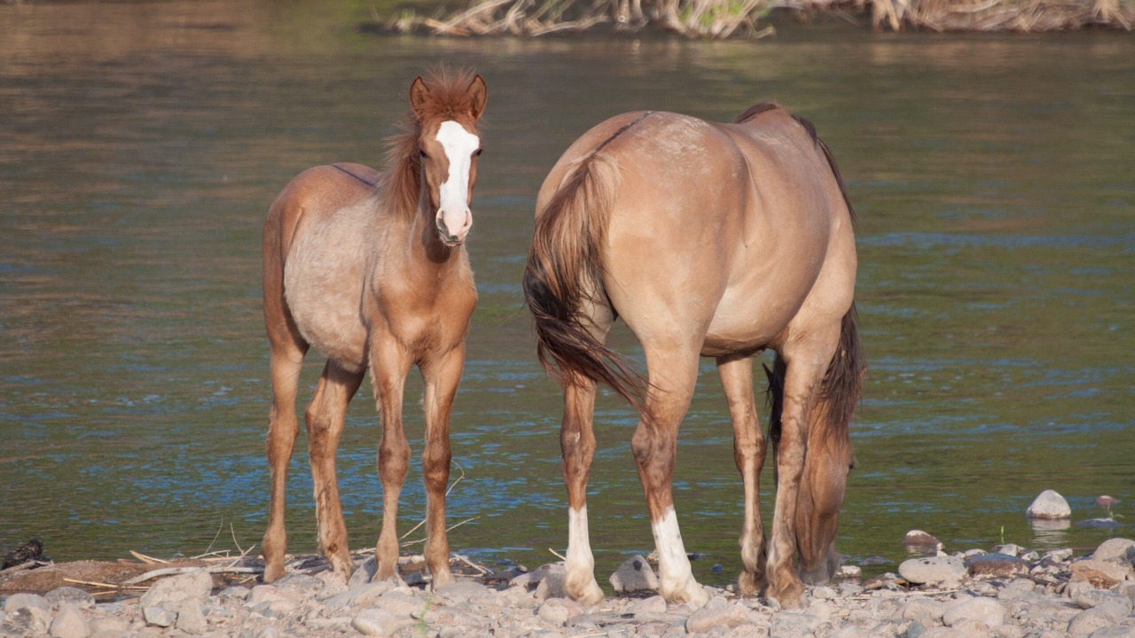 Photo of Others in Rio Verde Foothills