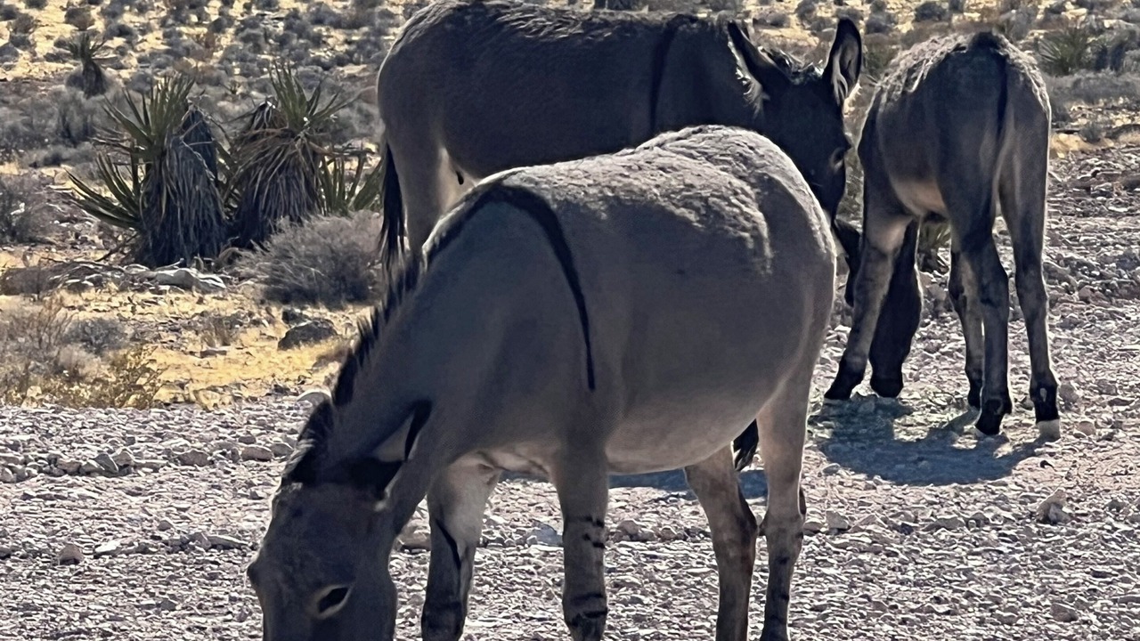 Photo of Others in Las Vegas
