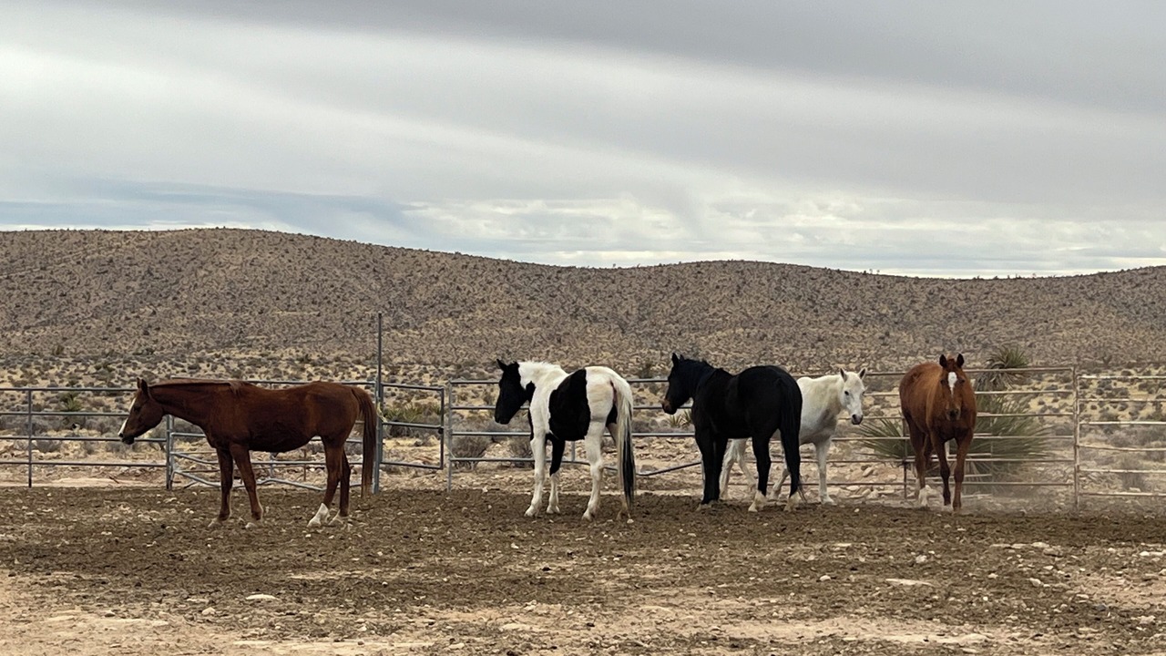 Photo of Others in Las Vegas