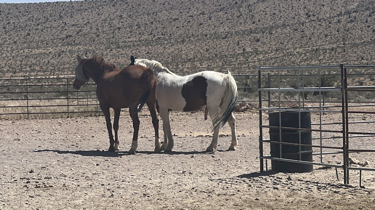 Photo of Others in Las Vegas