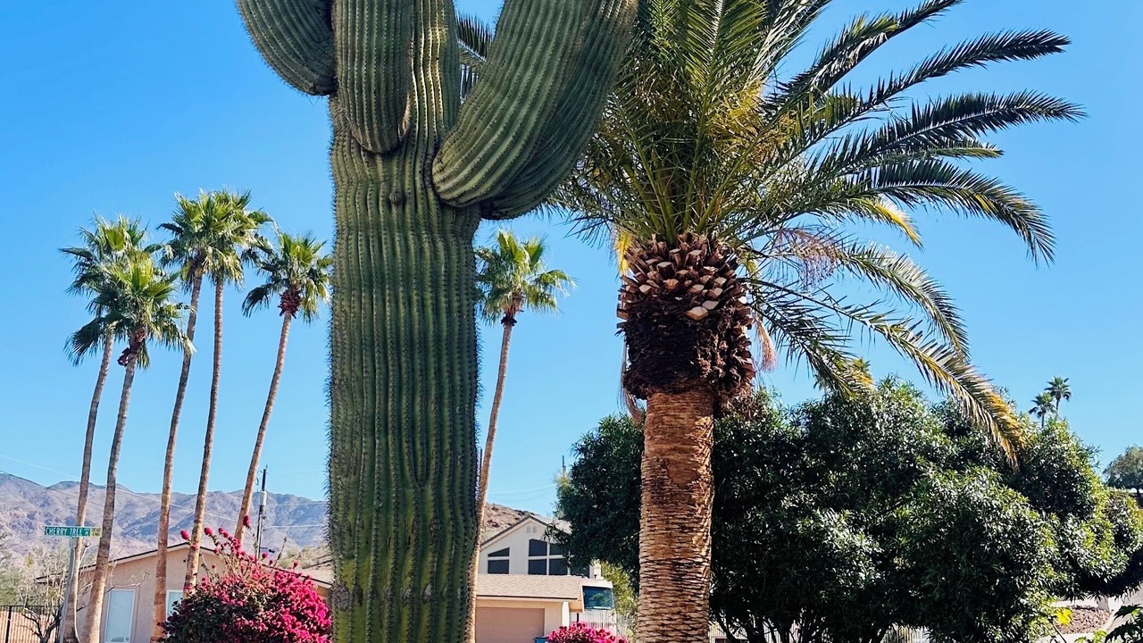 Photo of Outdoor in Havasu Foothill Estates