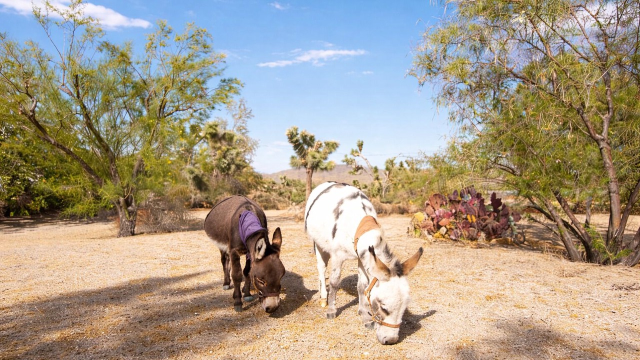 Photo of Others in Pioneertown