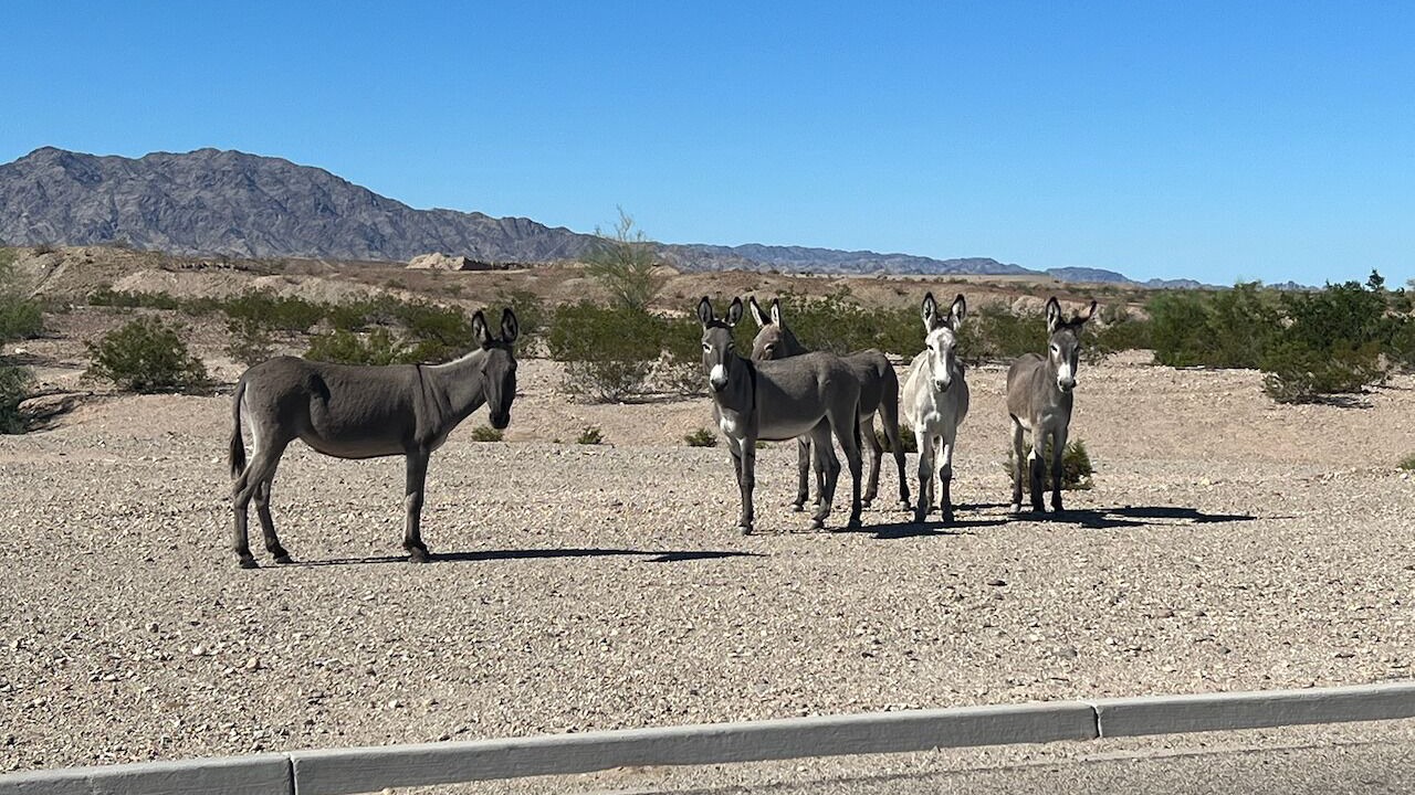Photo of Others in Havasu Lake