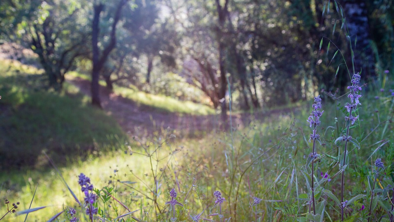 Photo of Outdoor in Ukiah