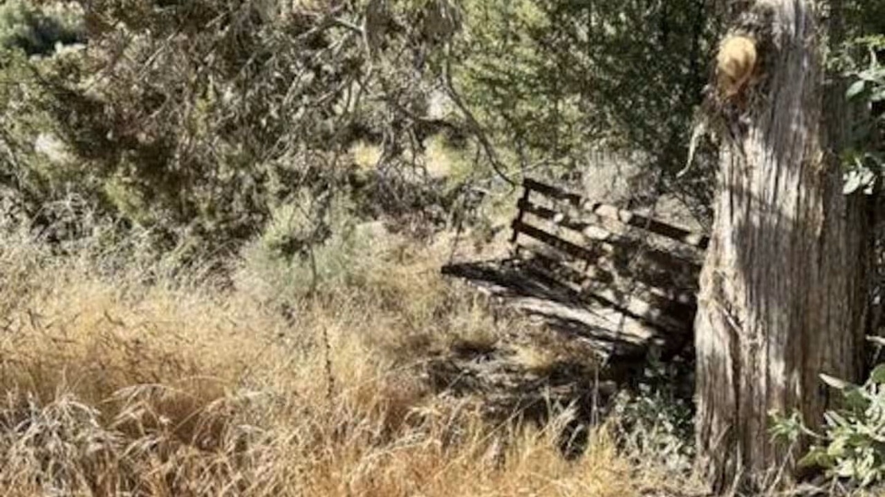 Photo of Others in Mount Charleston