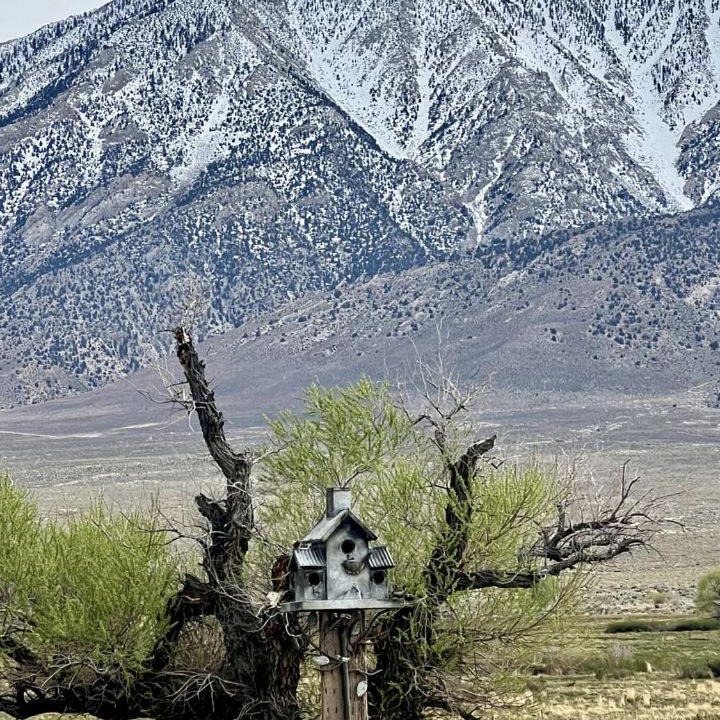 Photo of Others in Lone Pine