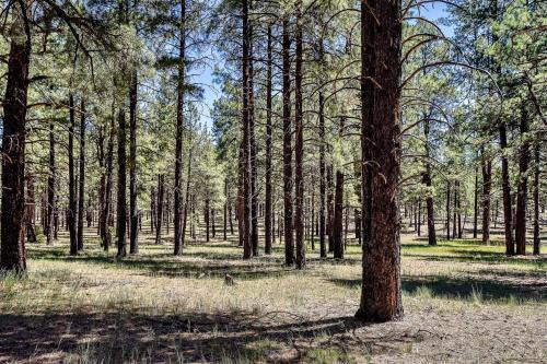 Rustic Star Authentic Log Cabin in the Woods Near the Grand Canyon Flagstaff Williams